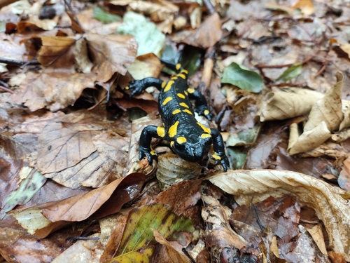 Fire Salamander