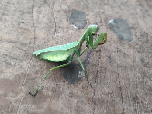 Hierodula maculata
