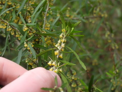 Melicytus dentatus, photograph (c) Sid Miller, some rights reserved (CC BY)