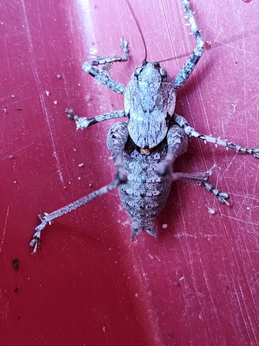 Two-toothed Bush-cricket