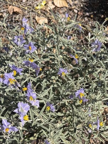 silverleaf nightshade