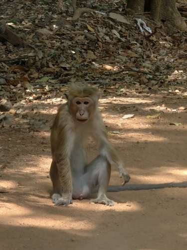 Dry Zone Toque Macaque