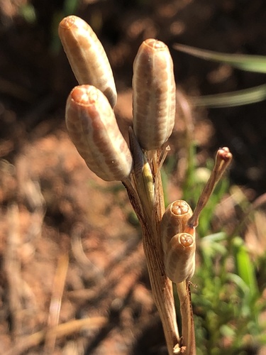 Moraea stricta, photograph 1