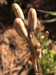 Moraea stricta