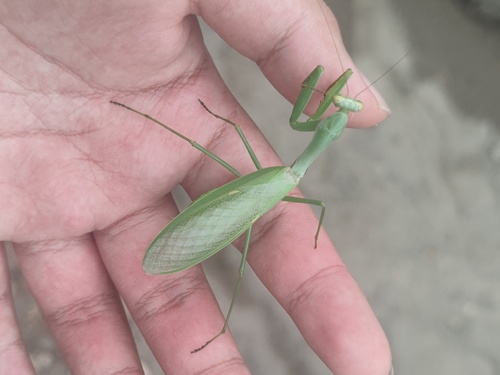 Chinese Reddish Mantis