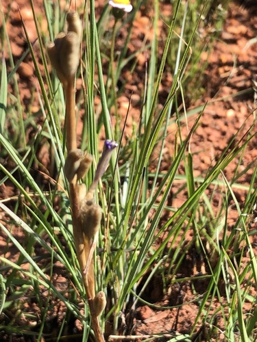 Moraea stricta, photograph 2