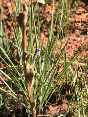 Moraea stricta, photograph (c) Tam, some rights reserved (CC BY-SA)