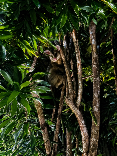 White-eared Opossum