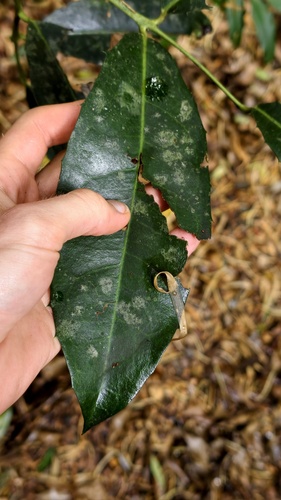 Wilkiea macrophylla, 2026-09-10
