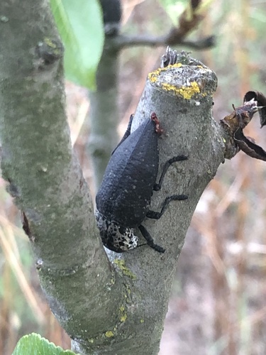 Flat-headed Root-borer