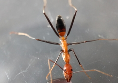 Leptomyrmex rufithorax
