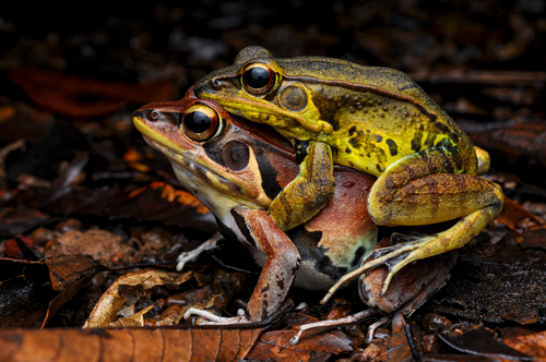 Hylarana lateralis observed 2026-07-23