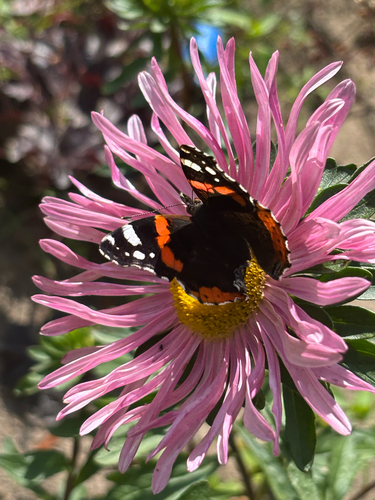 Red Admiral