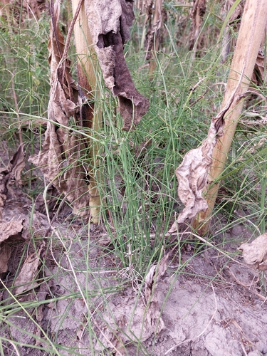 Equisetum ramosissimum
