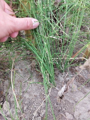 Equisetum ramosissimum, photograph 2