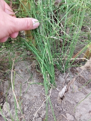 (c) Mykola Borysenko, some rights reserved (CC BY) Equisetum ramosissimum, photograph (c) Mykola Borysenko, some rights reserved (CC BY)