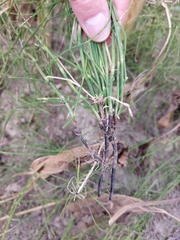 (c) Mykola Borysenko, some rights reserved (CC BY) Equisetum ramosissimum, photograph (c) Mykola Borysenko, some rights reserved (CC BY)