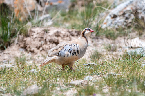 Przevalski's Partridge