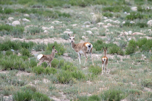 Tibetan Gazelle