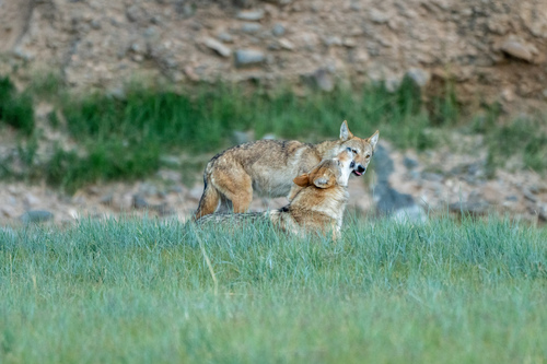 Himalayan Wolf