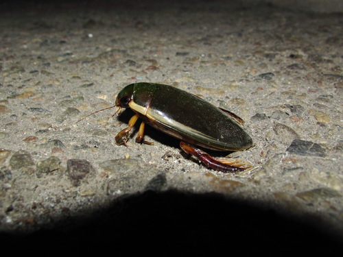 peardrop beetle