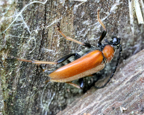 Red Pine Longhorn Beetle