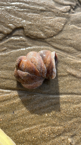 Common Atlantic Slippersnail