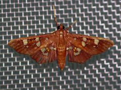 Phostria temira