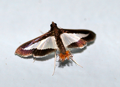 Diaphania infimalis