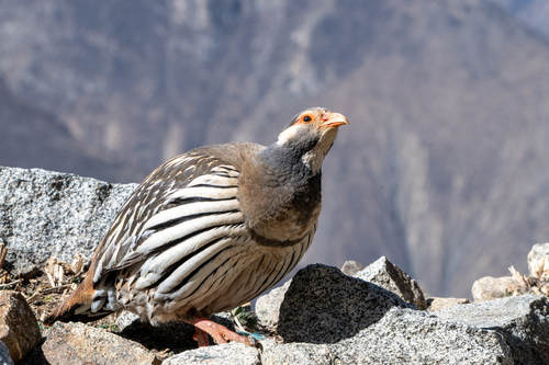 Tibetan Snowcock