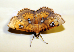 Cacographis osteolalis
