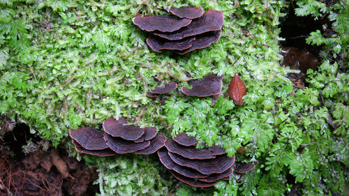 Hymenochaete microcycla observed 2026-09-07