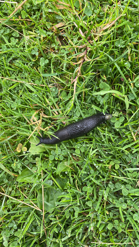 Black Slug