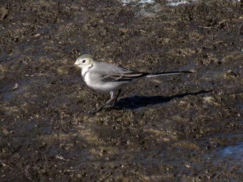 White Wagtail