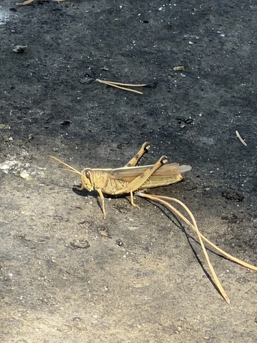 Spotted Bird Grasshopper