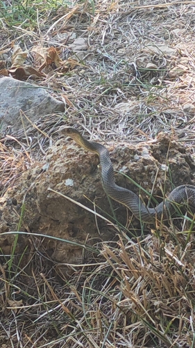 Eastern Montpellier Snake