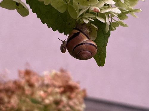 Brown-lipped Snail