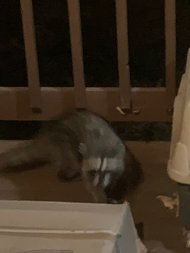 Common Raccoon