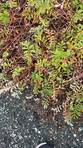 common silverweed