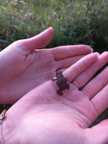 European Toad