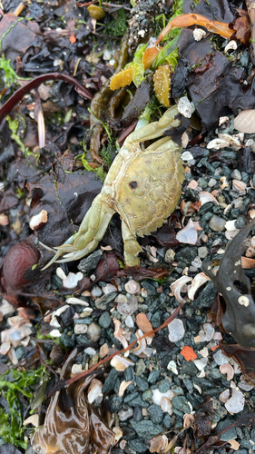 European Green Crab