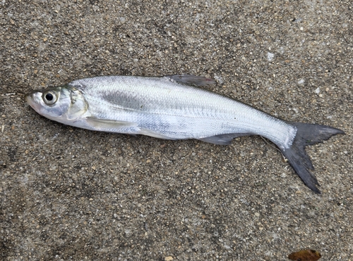 Predatory Carp