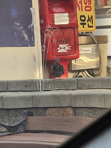 Feral Pigeon