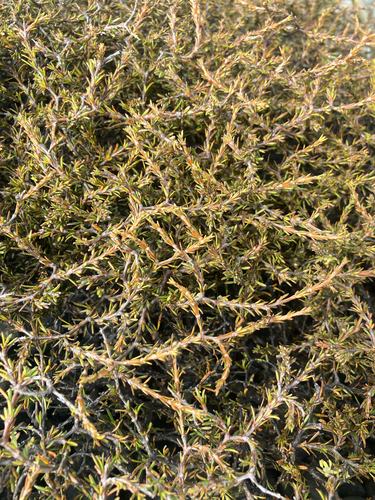Coprosma acerosa observed 2026-09-11