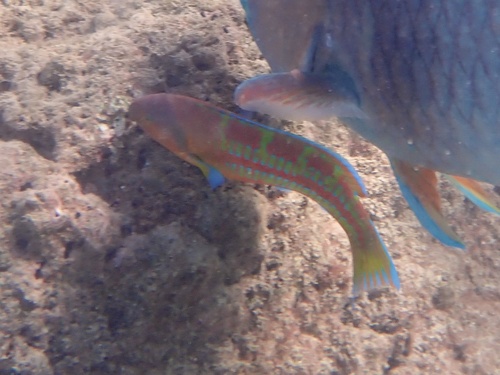 Thalassoma trilobatum, 2026-09-10