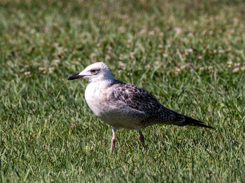 Yellow-legged Gull