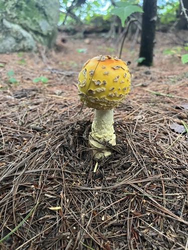 American Yellow Fly Agaric