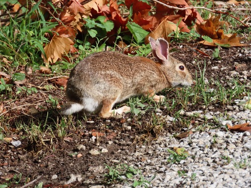Eastern Cottontail