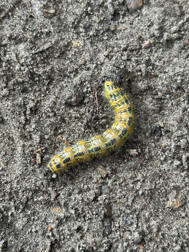 Buff-tip