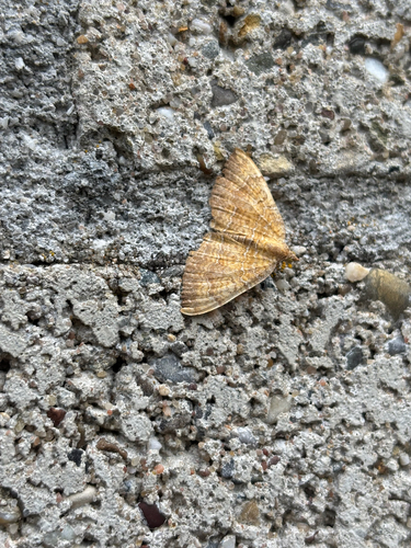 Yellow Shell Moth